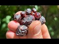 Holy Schist! Garnets!