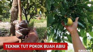 Teknik tut pokok buah abiu