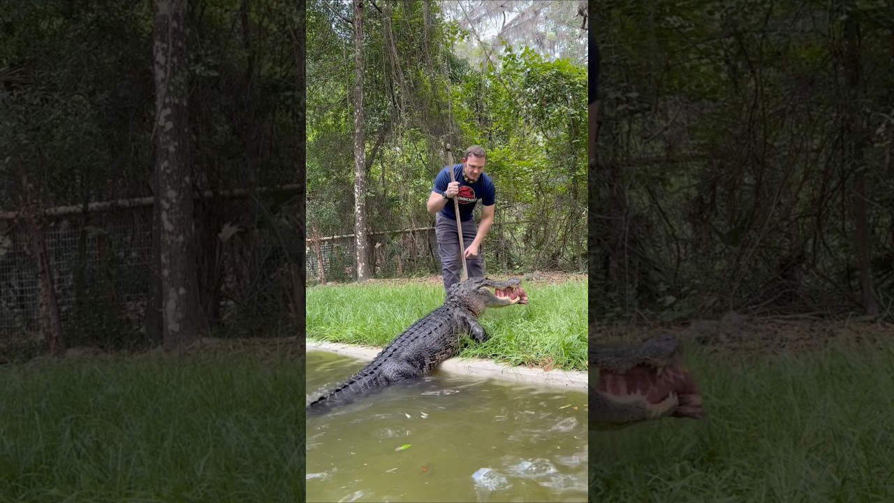 Gator eating rack of ribs 