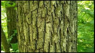 ID That Tree: Walnut Short