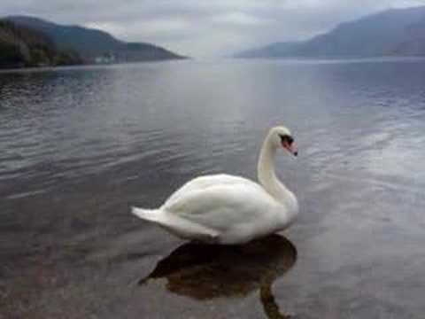 Avistamiento del Monstruo del Lago Ness - Loch Ness Monster