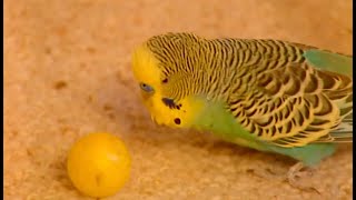 Soccer Playing Budgie. Budgerigar that loves football. Parakeet by BurkesBackyard 809 views 1 year ago 3 minutes, 26 seconds