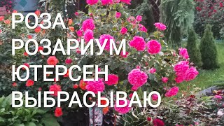 РОЗЫ. ШТАМБ РОЗАРИУМ ЮТЕРСЕН. Выбросить или дать шанс.