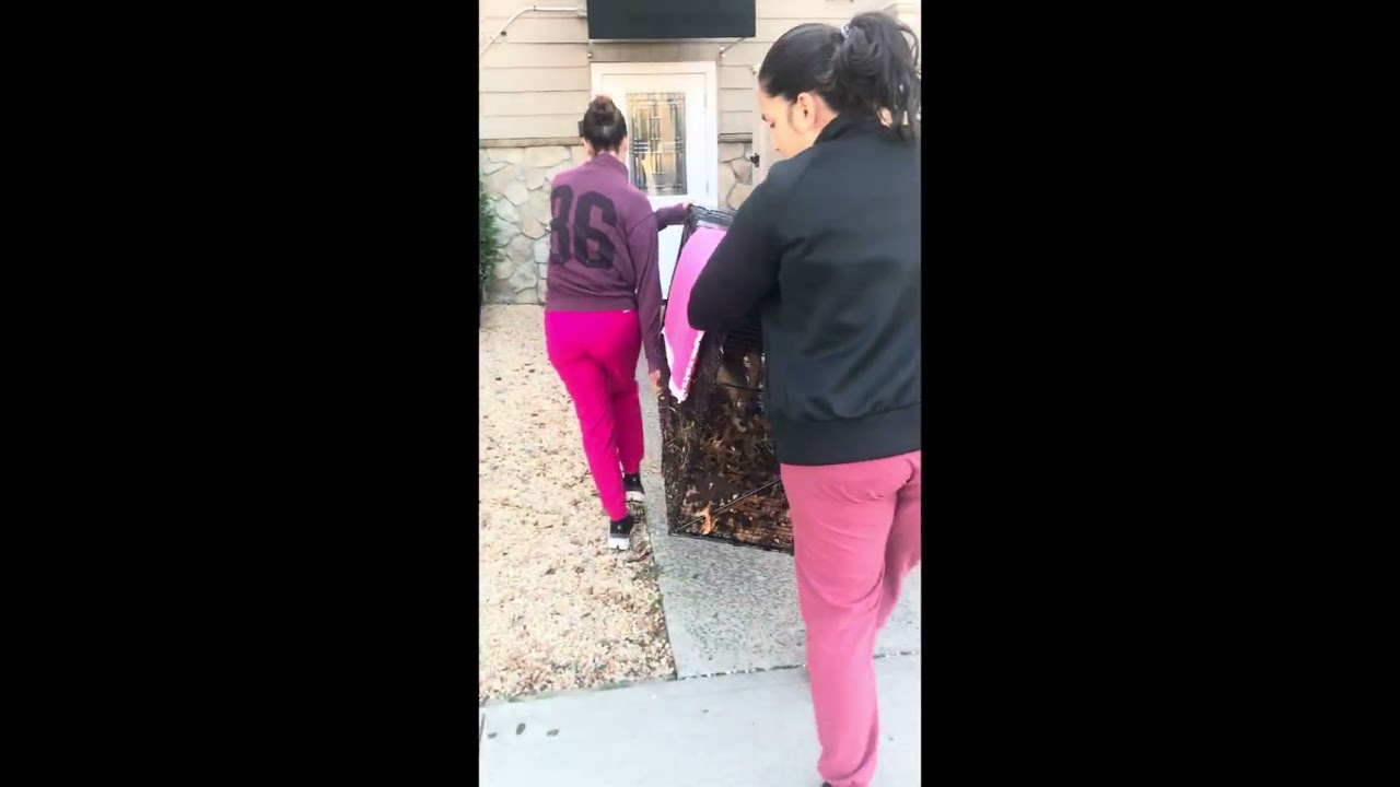 Trapping dog greenwood cemetery 