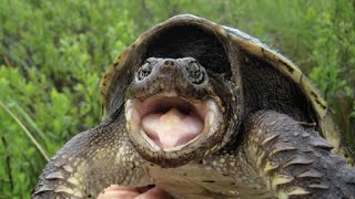 The safe way to get Snapping Turtle out of the road. Sometimes they are really dangerous. by Relaxing Videos for Cats, Dogs, and People. 1,159 views 2 years ago 57 seconds