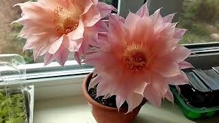 :   ( Echinopsis hybr.) 5.05.2020