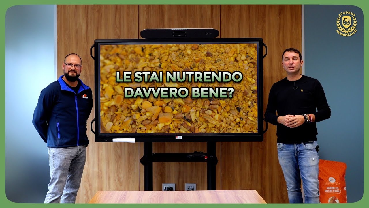 Alimentazione delle Galline: quantità, orari e metodo corretto