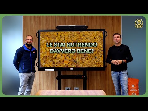 Alimentazione delle Galline: quantità, orari e metodo corretto