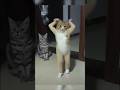 Çok Tatlı Kedi Müzik Tiktok Dans şarkı Cute Monkeysevimli Cat Catdoglove