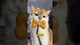 Belaya Üren Bisküvi Yolu