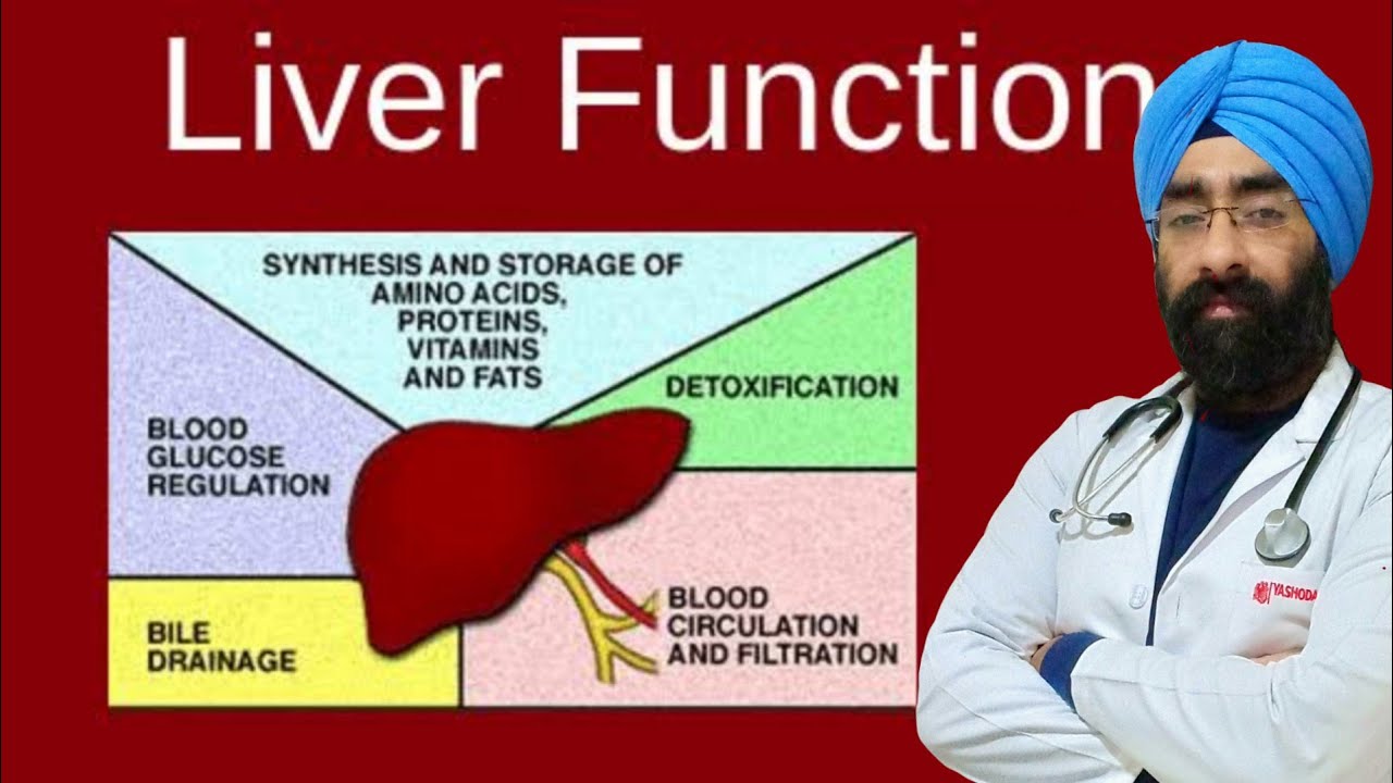 Liver kya karta hai? How LIVER works? Dr. Education (Hindi) YouTube
