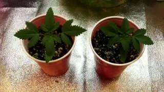White Voodoo - LaPlata Labs - Set 2