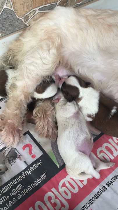 Shihtzhu babyss🥰🥰🥰#puppy#youtubeshorts #love #shihtzhu