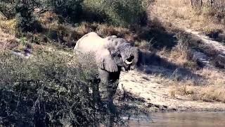 Elephant bull stops for a drink 23/6/26