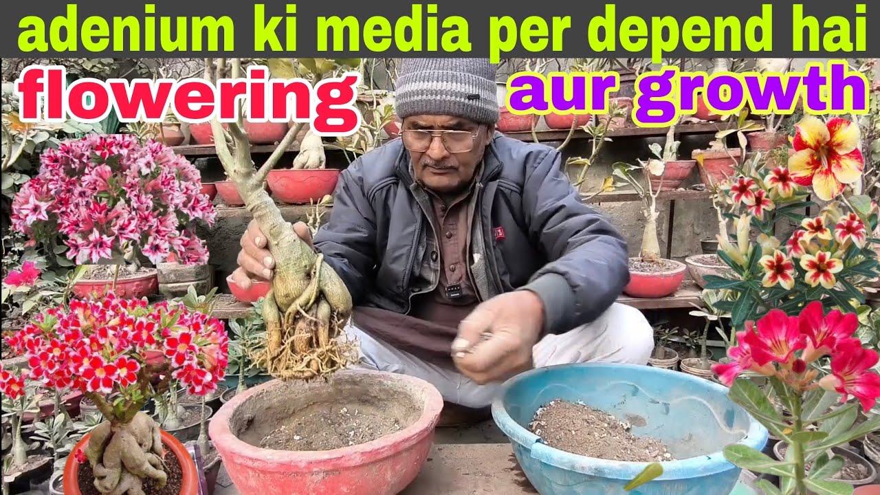 Adenium ki media per depend hai flowering aur growth