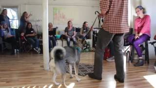 Training Biting Dog Solid K9 Training Dog Training