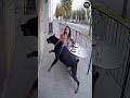 "The Dog Sensed Danger and Saved Its Owner 🐕❤️ | A True Story of Loyalty and Instinct"