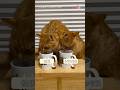 飲み方どうした⁉︎仲良しすぎる兄弟猫