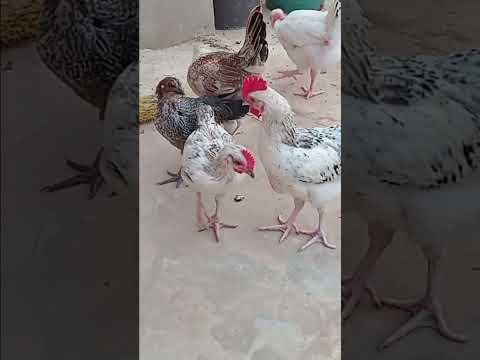 سبحانك ربي سبحانك