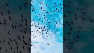 طيور الفلامنجو من مدينة بورفؤاد