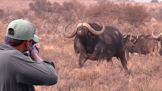 One of the finest clips of African buffalo hunting screenshot 2