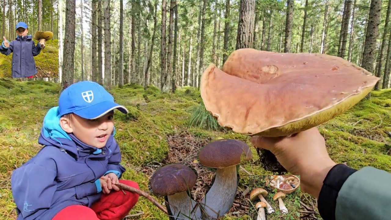 WE FOUND A GIANT BOLETUS MUSHROOMS. (Karljohans-svamp )