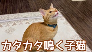 おもちゃを見るとついついクラッキングしちゃう子猫 by えぶりにゃん【ノアさんとこまちゃん日記】 809 views 3 years ago 4 minutes, 48 seconds