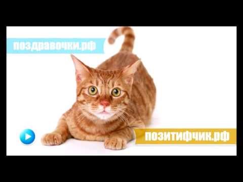 Мяукание кошки:)) Включите громче и увидите реакцию