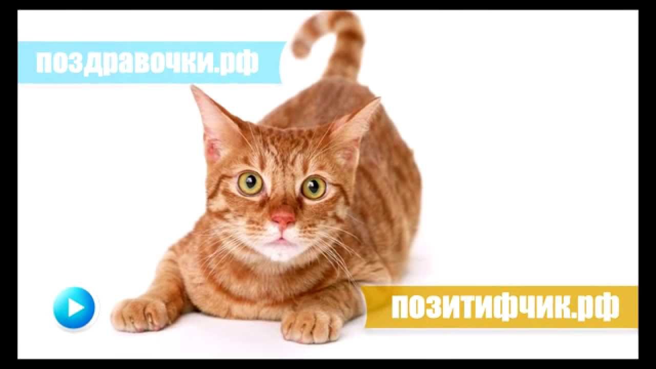 Песня мяуканье кошки скачать бесплатно mp3