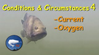 Bass Fishing: Conditions & Circumstances 4: Current; Oxygen