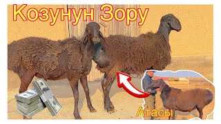 🍒🌰2-Баш Козу Кочкордун Зору чыкты 💣