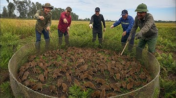 Săn Đàn Chuột To Trên Bãi Cỏ Hoang Lâu Năm, Thật Sốc Khi Số Lượng Lại Nhiều Đến Vậy?!!!