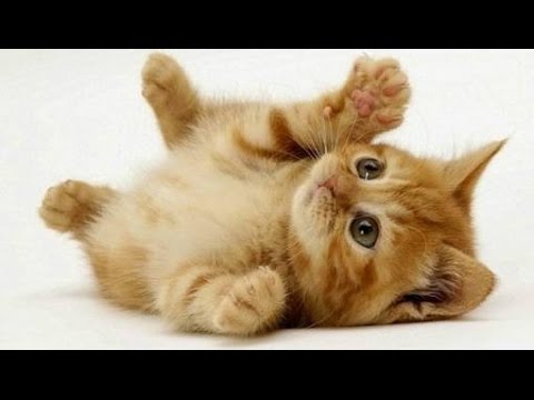  Gambar  Kucing  Terlucu  Kucing  Lucu Dan Imut Sedunia 