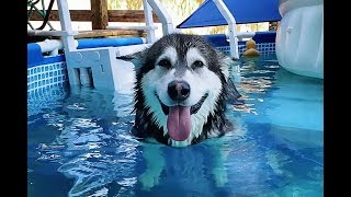 Dog Arguing With Owner After Jumping In Pool