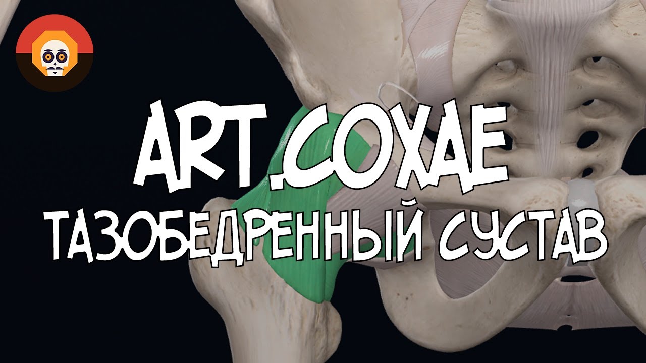 Тазобедренный сустав  (art.coxae) 3D Анатомия