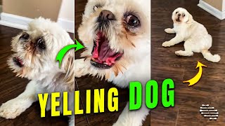 Dog Yelling and Demanding Some Peanut Butter
