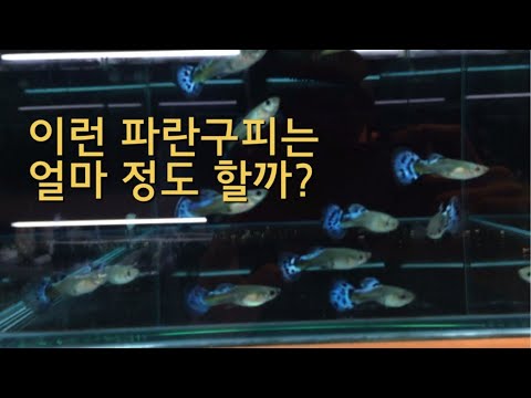 이 파란구피의 정체는?[인천 달빛수족관 구피 코리 방문기] guppy in aquarium
