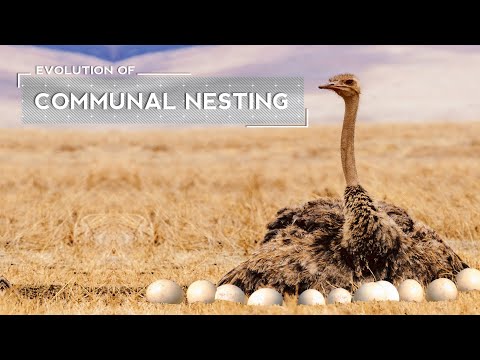 Video: Wanneer beginnen struisvogels eieren te leggen?