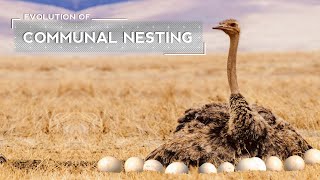 How Ostriches Evolved to Lay Eggs in a Joint Nest