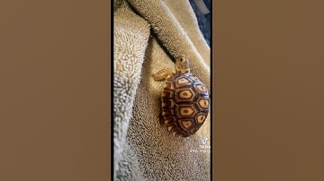 Thumbnail of What They Don't Tell You When You Purchase a Baby Sulcata Tortoise!