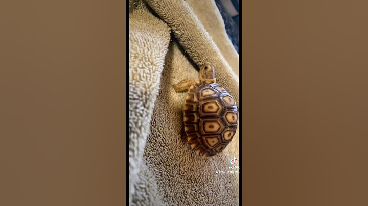 What They Don't Tell You When You Purchase a Baby Sulcata Tortoise!