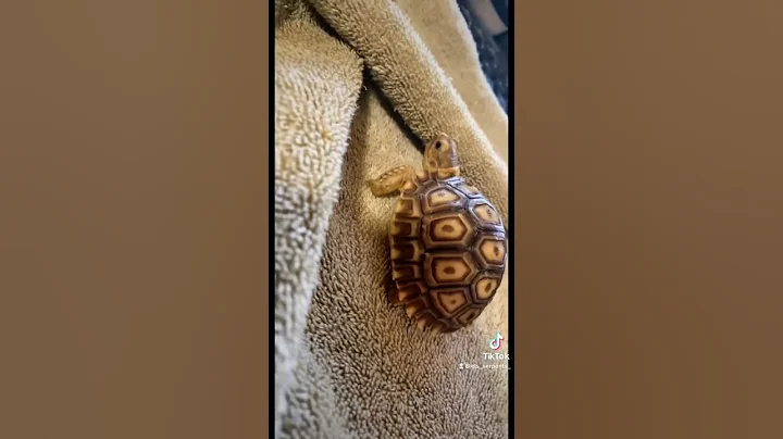 What They Don't Tell You When You Purchase a Baby Sulcata Tortoise! - DayDayNews