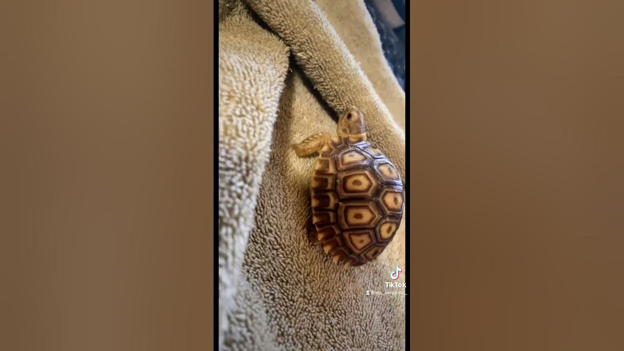 What They Don't Tell You When You Purchase a Baby Sulcata Tortoise!