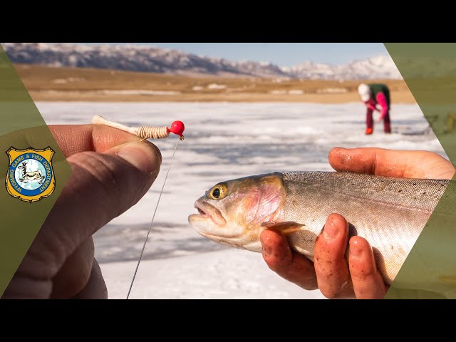 Ice Fishing Basics for Beginners 