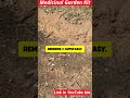 Easy Medicinal Garden Ideas for Small Spaces 🌿 #medicinalplants #herbalmedicine #naturalhealth