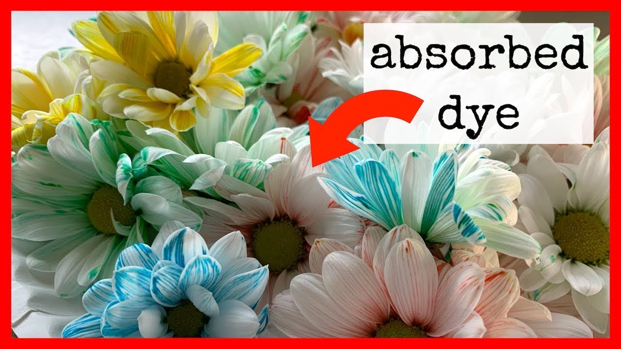 💐 Transpiration and How Flowers Absorb Dye YouTube