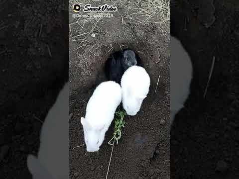वीडियो: घर के खरगोश को कैसे खिलाएं: 10 कदम (चित्रों के साथ)