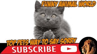 Top #1 Pets Say Sorry for Being Bad Pets videos #funnyanimalworld by funny animal world 12 views 5 years ago 5 minutes, 23 seconds