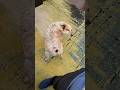 How Sydney went VIRAL on TikTok! #cattledog #heeler #viralshorts