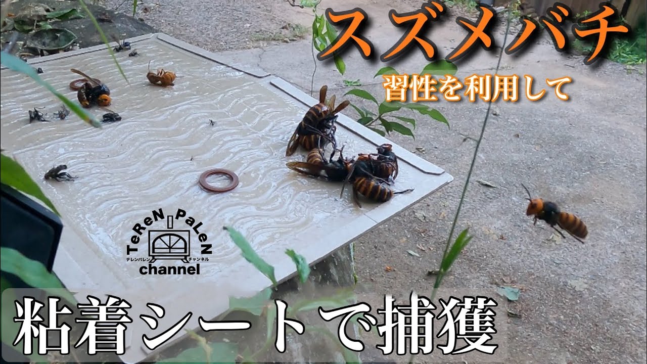 粘着シートでスズメバチを捕まえてみた